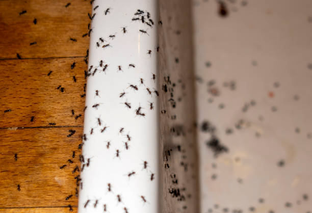 Best Termite Control Services  in Parshall, ND