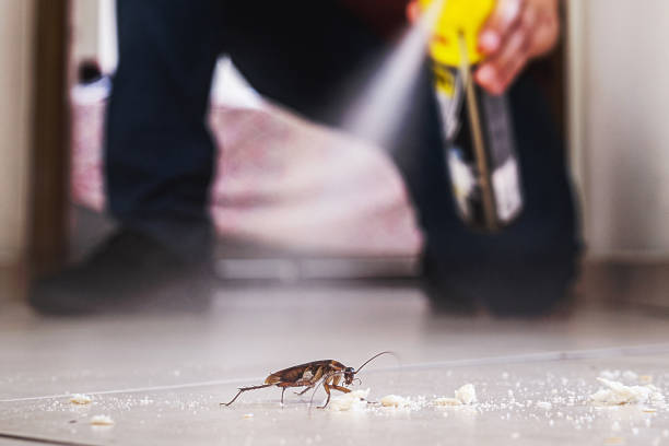 Best Wasp Removal Services  in Parshall, ND